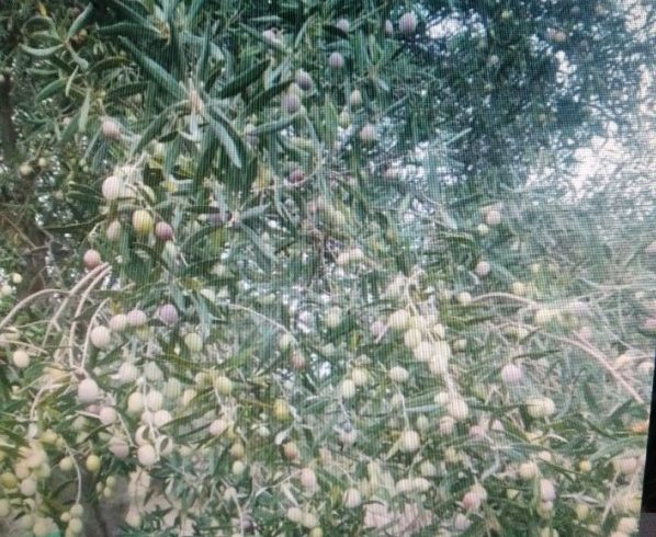 pianta ulivo con frutto